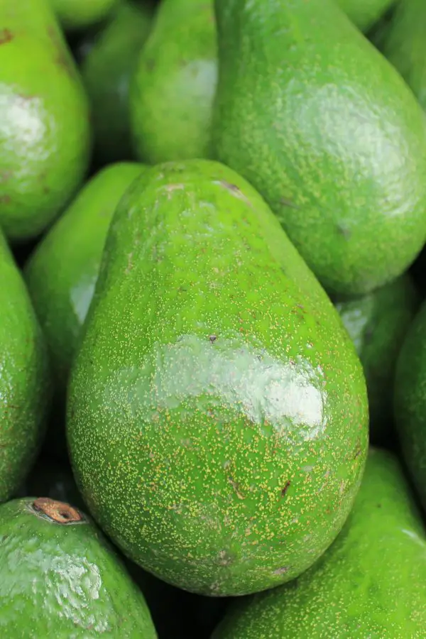 Green avocados
